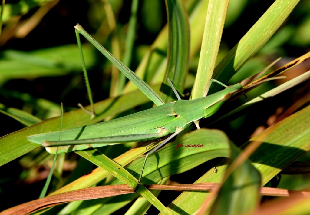 Tettigonia viridissima? No,  Locusta migratoria e Acrida ungarica mediterranea